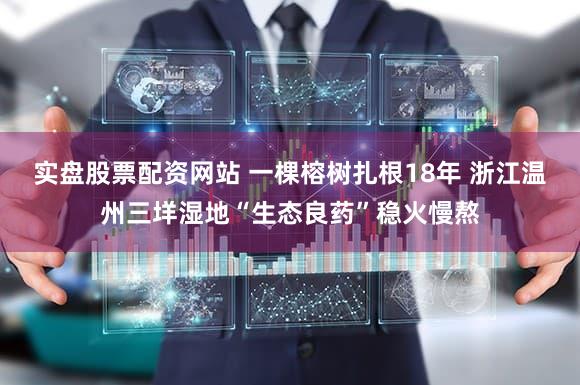 实盘股票配资网站 一棵榕树扎根18年 浙江温州三垟湿地“生态良药”稳火慢熬